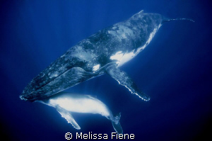 Humpback whale mother and 4 week old calf taken in Vava'u... by Melissa Fiene 